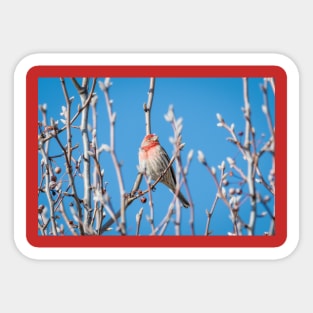 Male House Finch Daydreaming Sticker